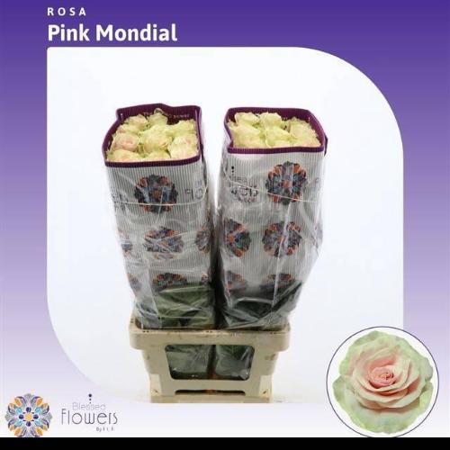 Rosa grootbloemig Pink Mondial