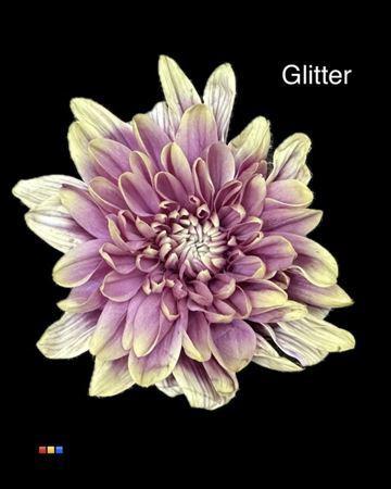 Chrysanthemum Indicum Grp tros kas kleurbehandeld H%