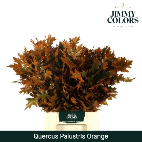 Quercus palustris kleurbehandeld H%