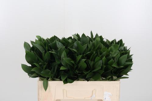 Ruscus hypophyllum (groot blad)