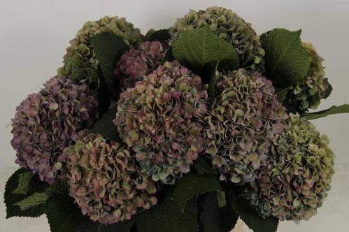 Hydrangea macrophylla 'Hilde Moorhof' (classic)