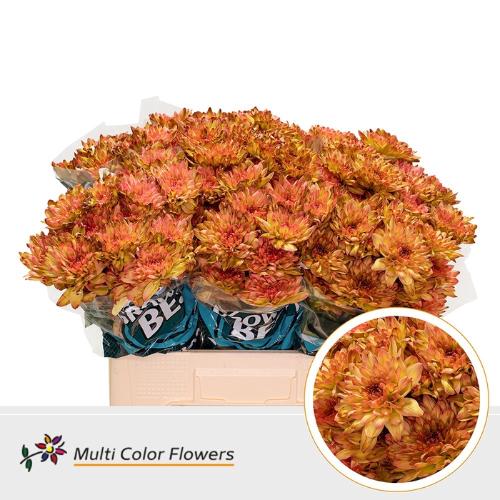 Chrysanthemum Indicum Grp tros kas kleurbehandeld H%