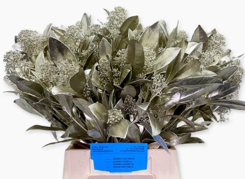 Skimmia per bos overig kleurbehandeld H%