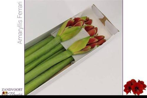 Hippeastrum Galaxy Grp 'Ferrari'