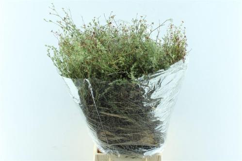 Decoratiegroen overig per bos