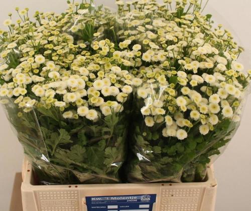 Tanacetum parthenium 'Rio'