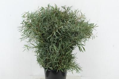 Eucalyptus per bos nicholii