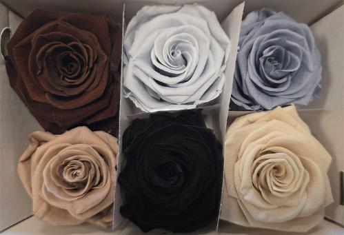 Rosa grootbloemig kleurbehandeld H%