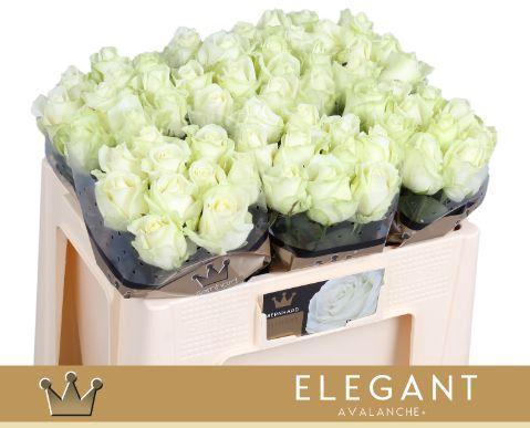 Rosa grootbloemig Avalanche+