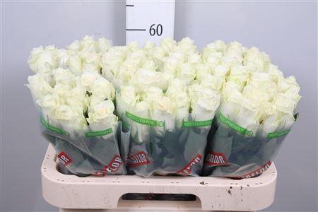 Rosa grootbloemig Albatros
