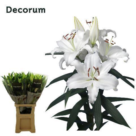 Lilium Oriental Grp 'Universe'