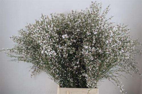 Genista overig wit per bos