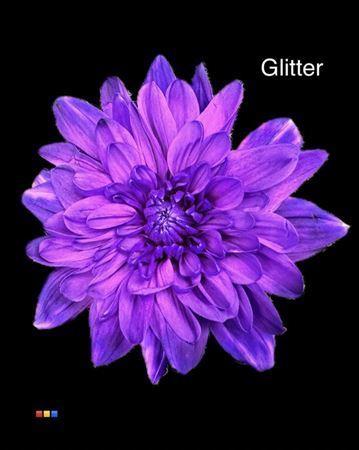 Chrysanthemum Indicum Grp tros kas kleurbehandeld H%