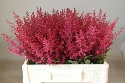 Astilbe Arendsii Grp 'Paul G