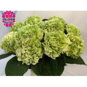 Hydrangea macrophylla 'Schneeball' (classic)