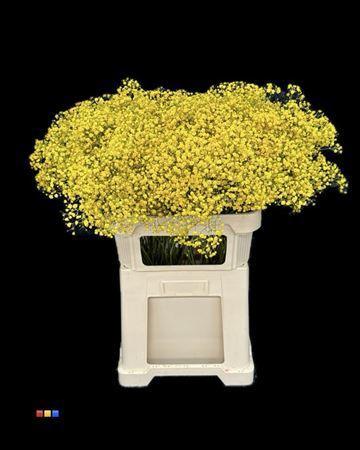 Gypsophila overig kleurbehandeld H%