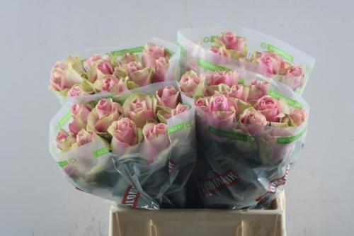 Rosa grootbloemig Belle Rose