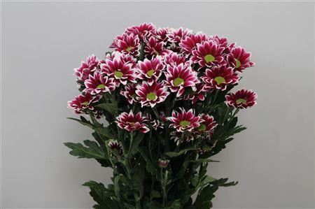 Chrysanthemum Indicum Grp tros kas Haydar
