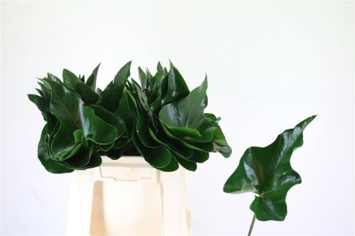 Anthurium overig (blad)
