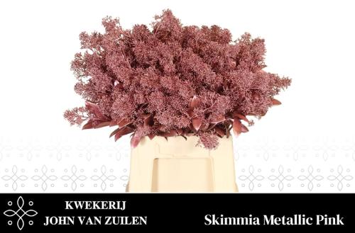 Skimmia per bos overig kleurbehandeld H%