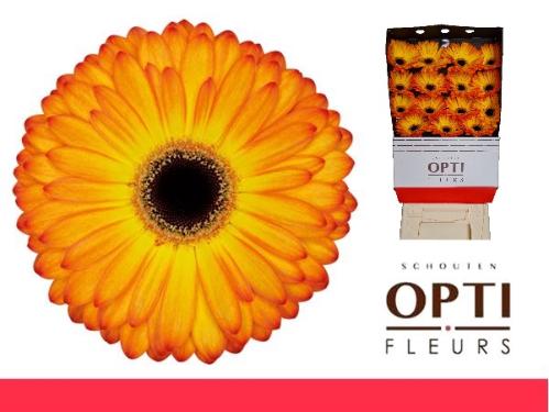 Gerbera grootbloemig 'Catwalk'