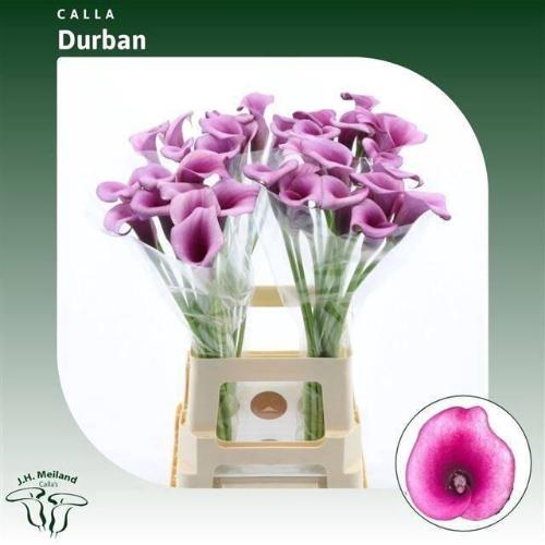 Zantedeschia 'Durban'