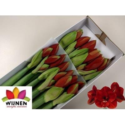 Hippeastrum Galaxy Grp 'Ferrari'