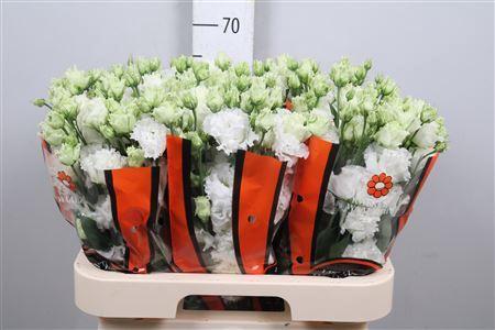 Eustoma russellianum gevuldbloemig 'Celebrich White'