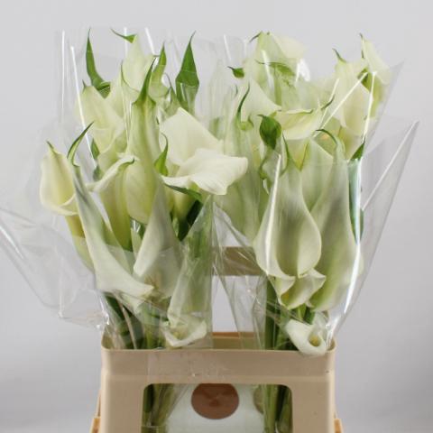 Zantedeschia 'Crystal Blush'