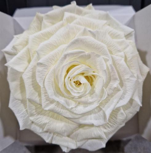 Rosa grootbloemig kleurbehandeld H%