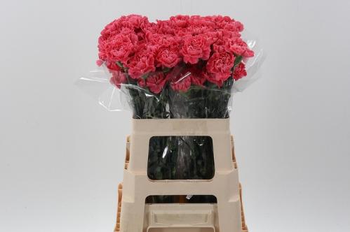 Dianthus standaard overig