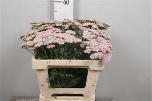 Achillea millefolium 'Lilac Beauty'