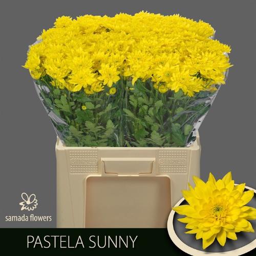 Chrysanthemum (Indicum Grp) tros Pastela Sunny