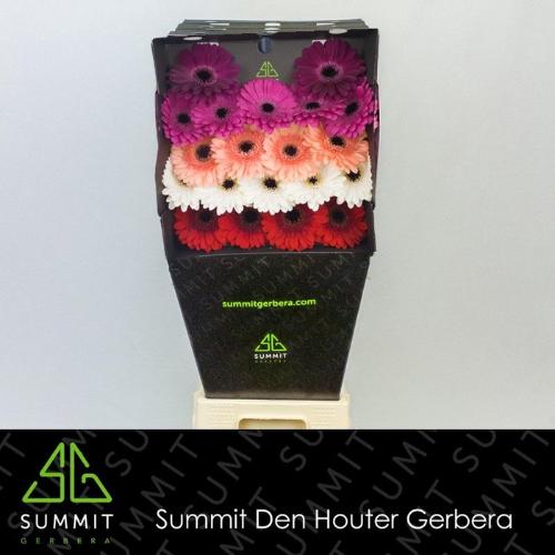 Gerbera mini gemengd op rij