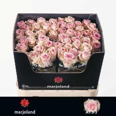 Rosa grootbloemig Sweet Dolomiti