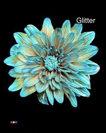 Chrysanthemum Indicum Grp tros kas kleurbehandeld H%