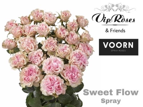 Rosa tros Sweet Flow