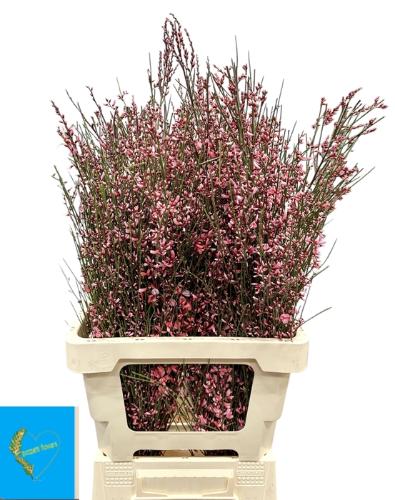 Genista kleurbehandeld H%