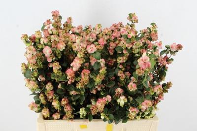 Symphoricarpos (Pink Berry Grp) Magical Red Riding Hood