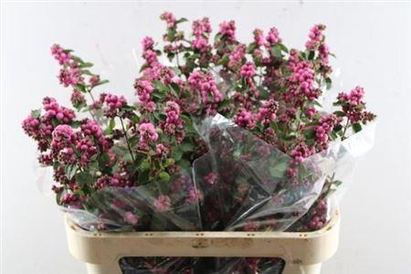 Symphoricarpos Magical Melody (decor)