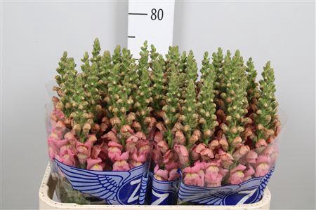 Antirrhinum majus 'Opus Pink'