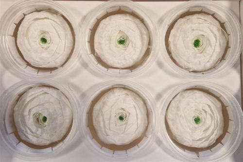 Rosa grootbloemig kleurbehandeld H%