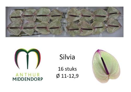 Anthurium Andreanum Grp Silvia