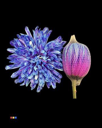 Chrysanthemum (Indicum Grp) geplozen Antonov kleurbehandeld H%