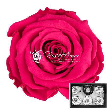 Rosa grootbloemig kleurbehandeld H%