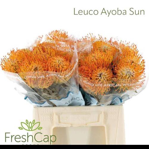 Leucospermum Ayoba Sun