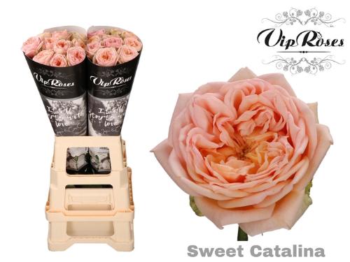 Rosa grootbloemig Sweet Catalina+