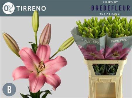 Lilium (LA-hybrids Grp) 'Tirreno'