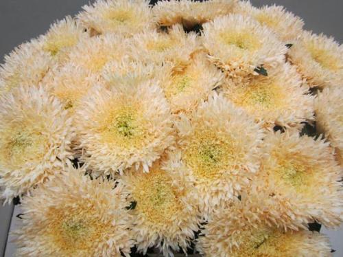 Chrysanthemum geplozen kas kleurbehandeld H%