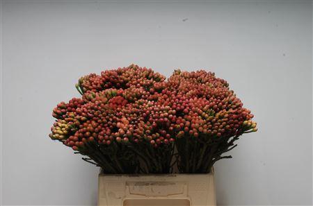 Brunia laevis red
